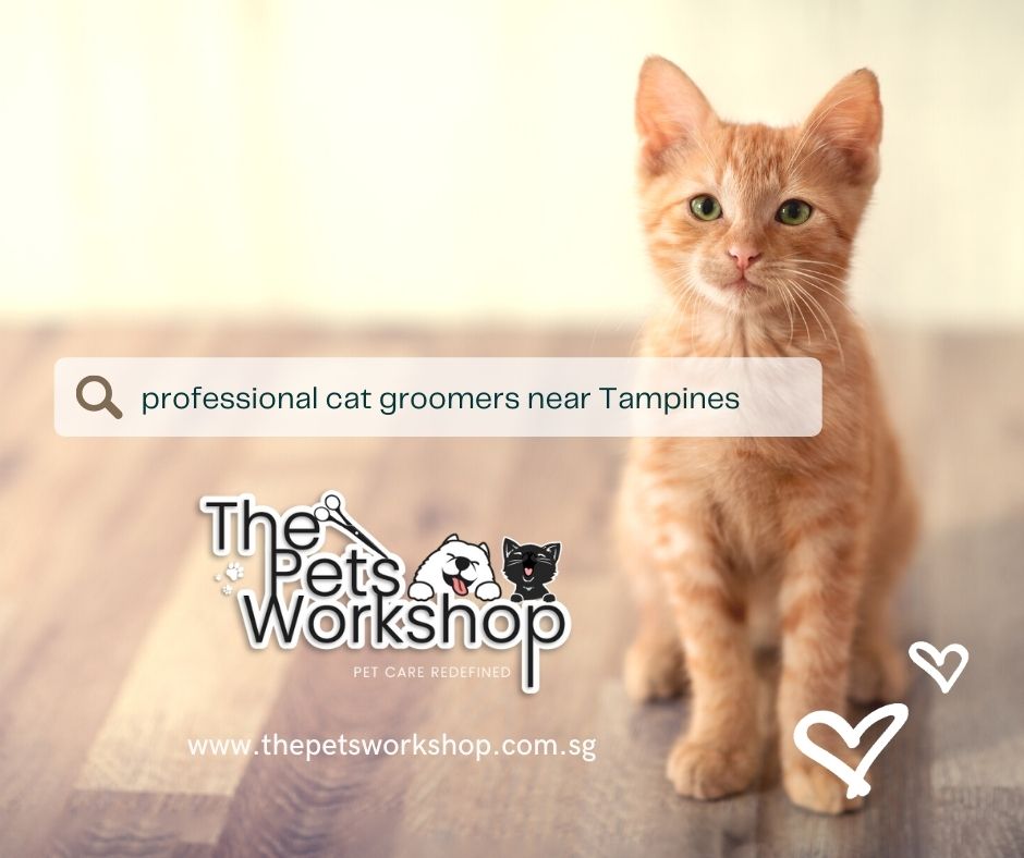 Cat Grooming Singapore Minimore