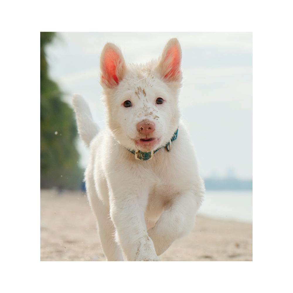 หมาแก่ผจญภัย