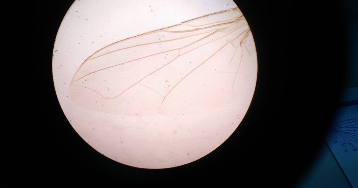 Minosse Insect Major Depressive Disorders - Minimore